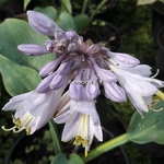 Hosta Halcyon