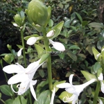 Hosta plantaginea