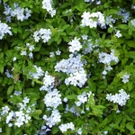 Plumbago auriculata (2)