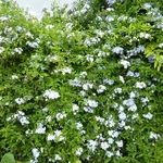 Plumbago auriculata (1)