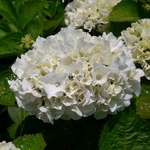 Hydrangea macrophylla White Bouquet (2)