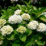 Hydrangea macrophylla White Bouquet (1)