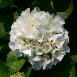 Hydrangea macrophylla White Bouquet (3)