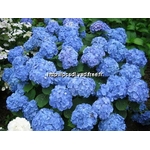 l_hydrangea%20macrophylla%20deutschland%20(1)