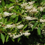 Clethra barbinervis (7)