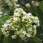 Hovenia dulcis (1)