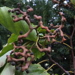 Hovenia dulcis (2)