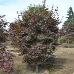 Acer palmatum Bloodgood (2)