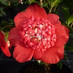 Camellia japonica Bob's Tinsie (5)