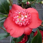 Camellia japonica Bob Tinsie (3)
