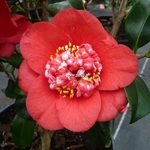 Camellia japonica Bobs Tinsie (4)