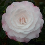 Camellia japonica Desire (5)