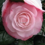 Camellia japonica Desire (6)
