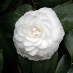Camellia japonica Nuccio Gem