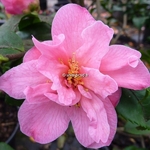 Camellia Fragrant Pink (2)