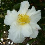 Camellia sasanqua Orcival (6)