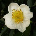 Camellia sasanqua Orcival