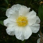 Camellia sasanqua Orcival (4)