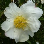 Camellia sasanqua Orcival (5)