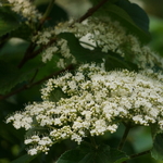 Viburnum dilatatum Erié (1)