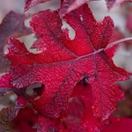 Hydrangea quercifolia Jetstream (1)