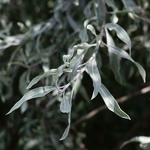 Pyrus salicifolia Pendula (3)