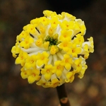 Edgeworthia chrysantha Grandiflora (4)