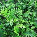 Cyrtomium falcatum