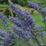 Vitex agnus-castus Delta Blues