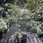 Acer palmatum Linearilobum