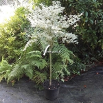 Acer palmatum Roseomarginatum