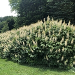 Aesculus parviflora (1)