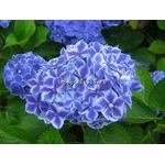 hydrangea%20macrophylla%20frau%20fujiyo%20(5)