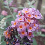 Buddleja x weyeriana Bicolor