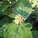 Cephalanthus occidentalis Fiber Optics