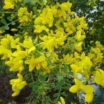 Coronilla valentina glauca (2)