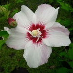 Hibiscus syriacus Pinky Spot (2)
