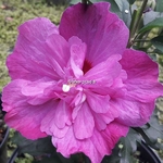 Hibiscus syriacus Purple Ruffles (2)