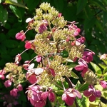 Hydrangea paniculata Angel Blush