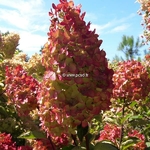 Hydrangea paniculata Fraise Melba (2)