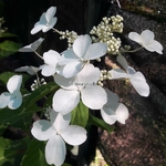 Hydrangea paniculata Levana