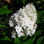 Hydrangea paniculata Pinkachu (2)