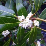 Osmanthus decorus (9)