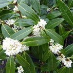 Osmanthus decorus (8)
