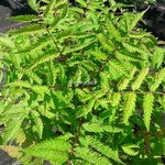Sorbaria sorbifolia Match Ball