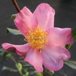 Camellia sasanqua New Dawn