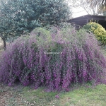 Lespedeza thunbergii (1)