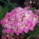 Hydrangea macrophylla Sweet Cupcake