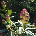Rhododendron lindleyi (2)