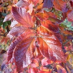 Sycoparrotia semidecidua Purple Haze (5)